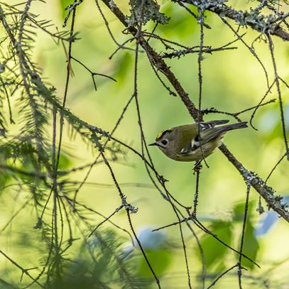 Devon_Wildlife_Tours_Dawn_Chorus_6