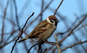 Ecf870dc 84E3 40D7 Ba27 6F6931b29b6f 10. Tree Sparrow Michael Harvey Rspb Images
