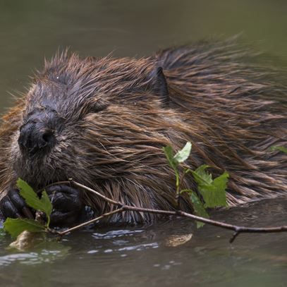 Devon_Wildlife_Tours_Beaver_11