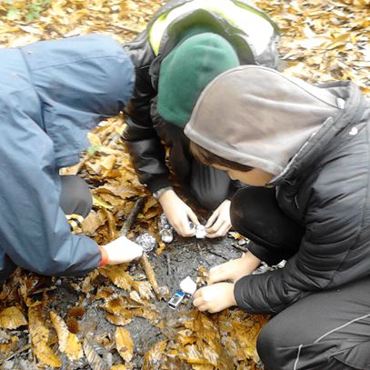 Naturebreak-Lone-Wolf-Leaves