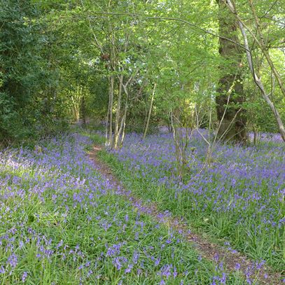 Bluebells