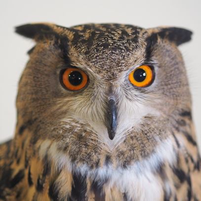 Owl Encounters 2 (2)