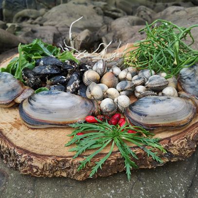 Naturebreak-Shells-Forage