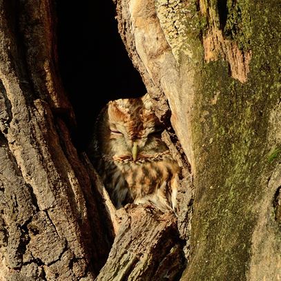 Devon_Wildlife_Tours_Nightjar_4